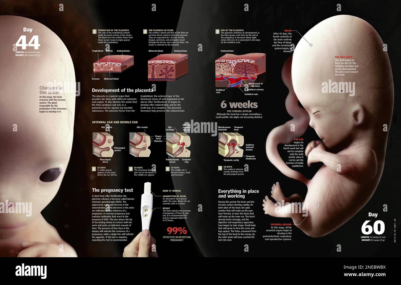 Infographic of the fetal development and placenta up to the 60th day of gestation. [QuarkXPress (.qxp); 6259x4015]. Stock Photo