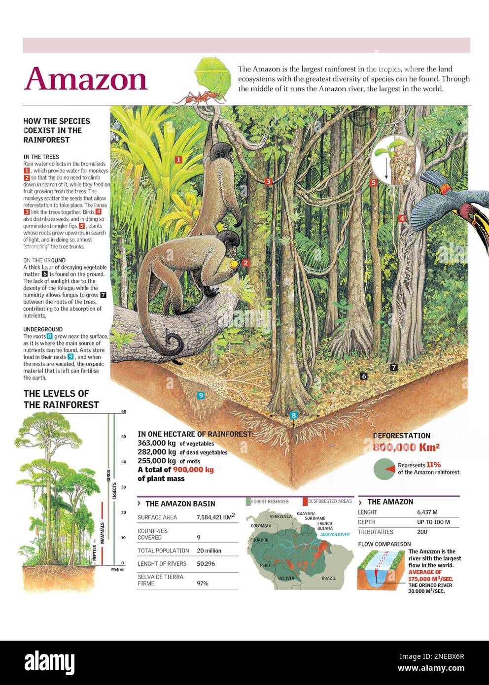 Infographic detailing the ecosystem of the Amazon Rainforest. [Adobe Illustrator (.ai); 2480x3248]. Stock Photo