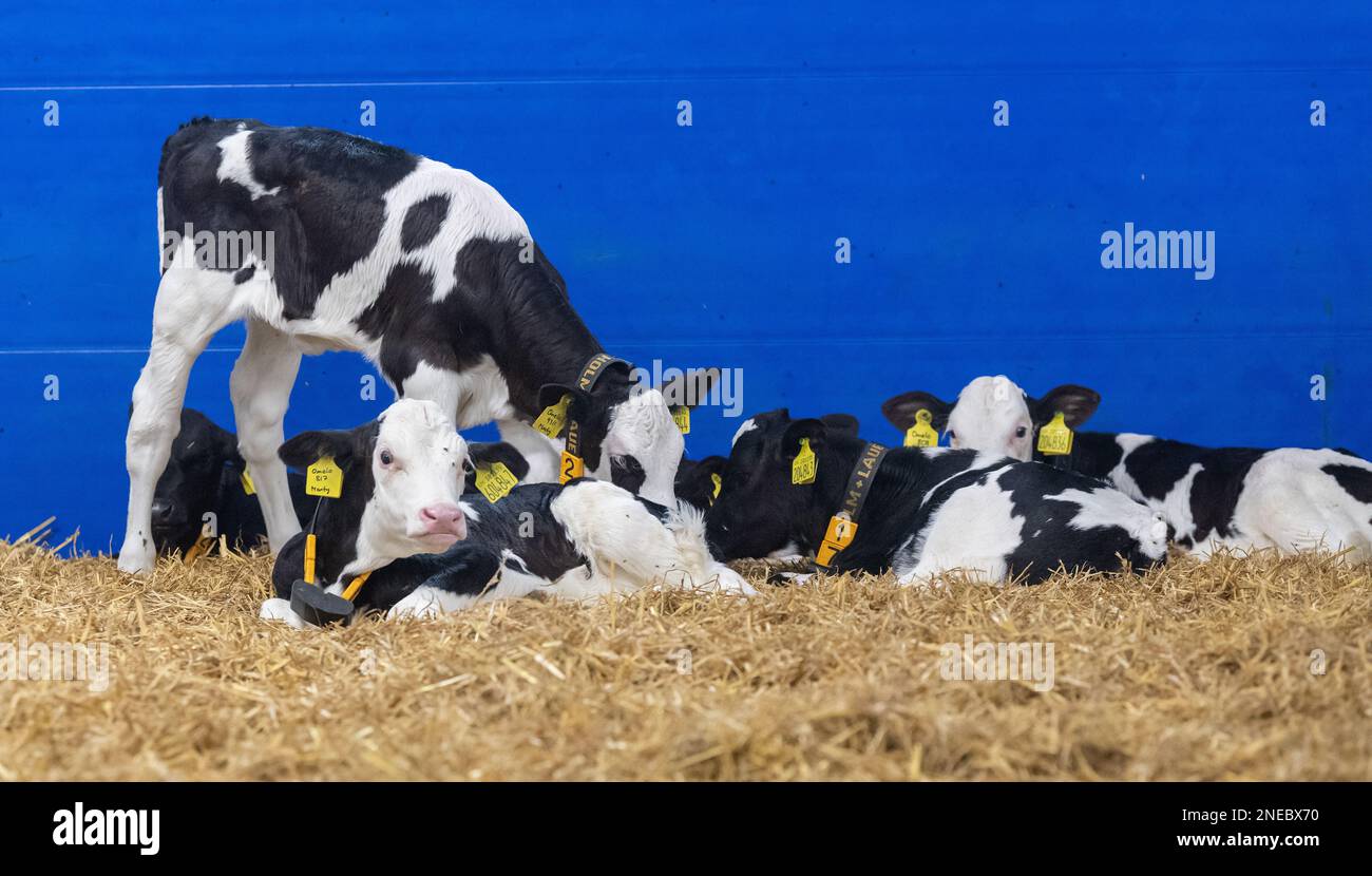 Healthy dairy calves on straw bed in a specially designed shed. Cumbria, UK. Stock Photo