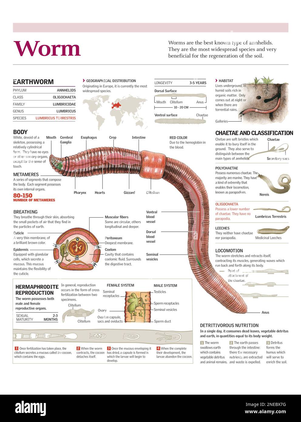 Infographicsof the anatomy, habitat and reproduction of the