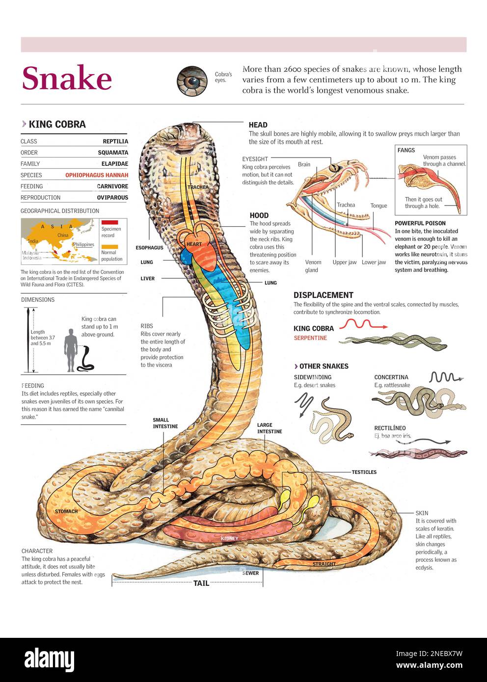 Infographics of distribution, anatomy, and  venom of the king cobra and the movement of various snake types. [Adobe Illustrator (.ai); 2480x3248]. Stock Photo