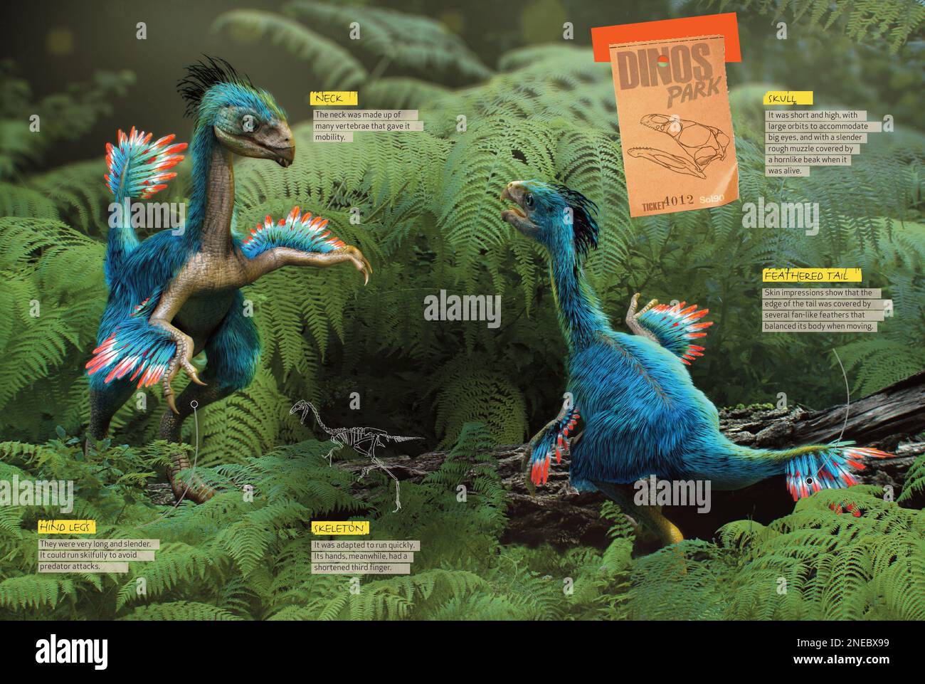 Infographics about the physical characteristics of the caudipteryx, an avian theropod dinosaur from the Cretaceous period of the Mesozoic era. [QuarkXPress (.qxp); 4842x3248]. Stock Photo