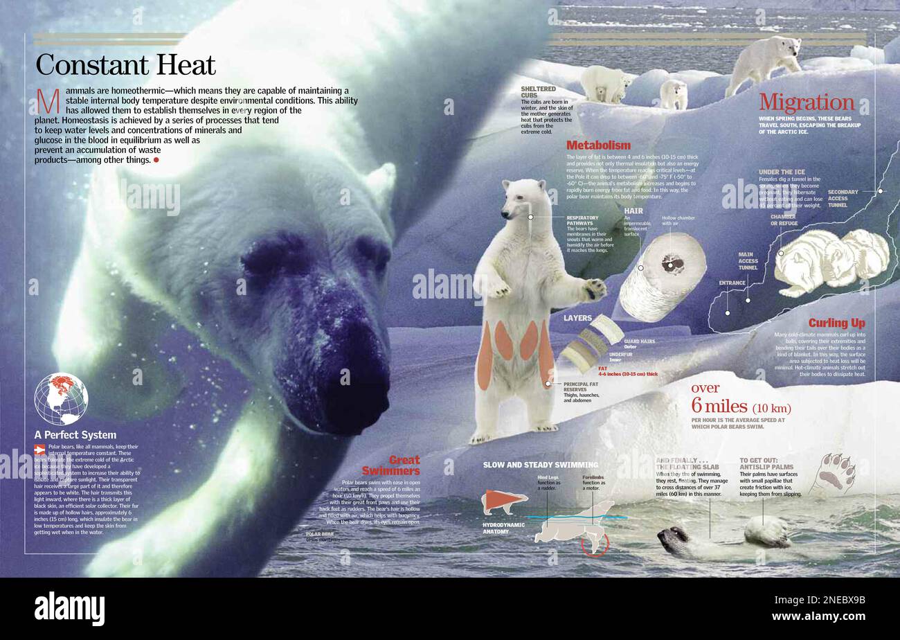 Infographic about how the polar bear keeps your body temperature
