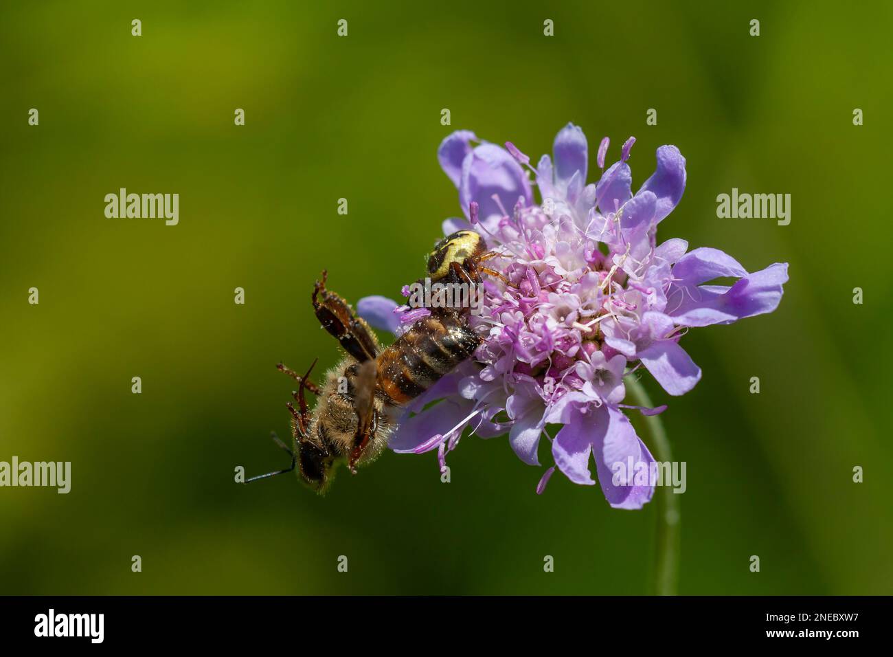 Scabies flower hires stock photography and images Alamy