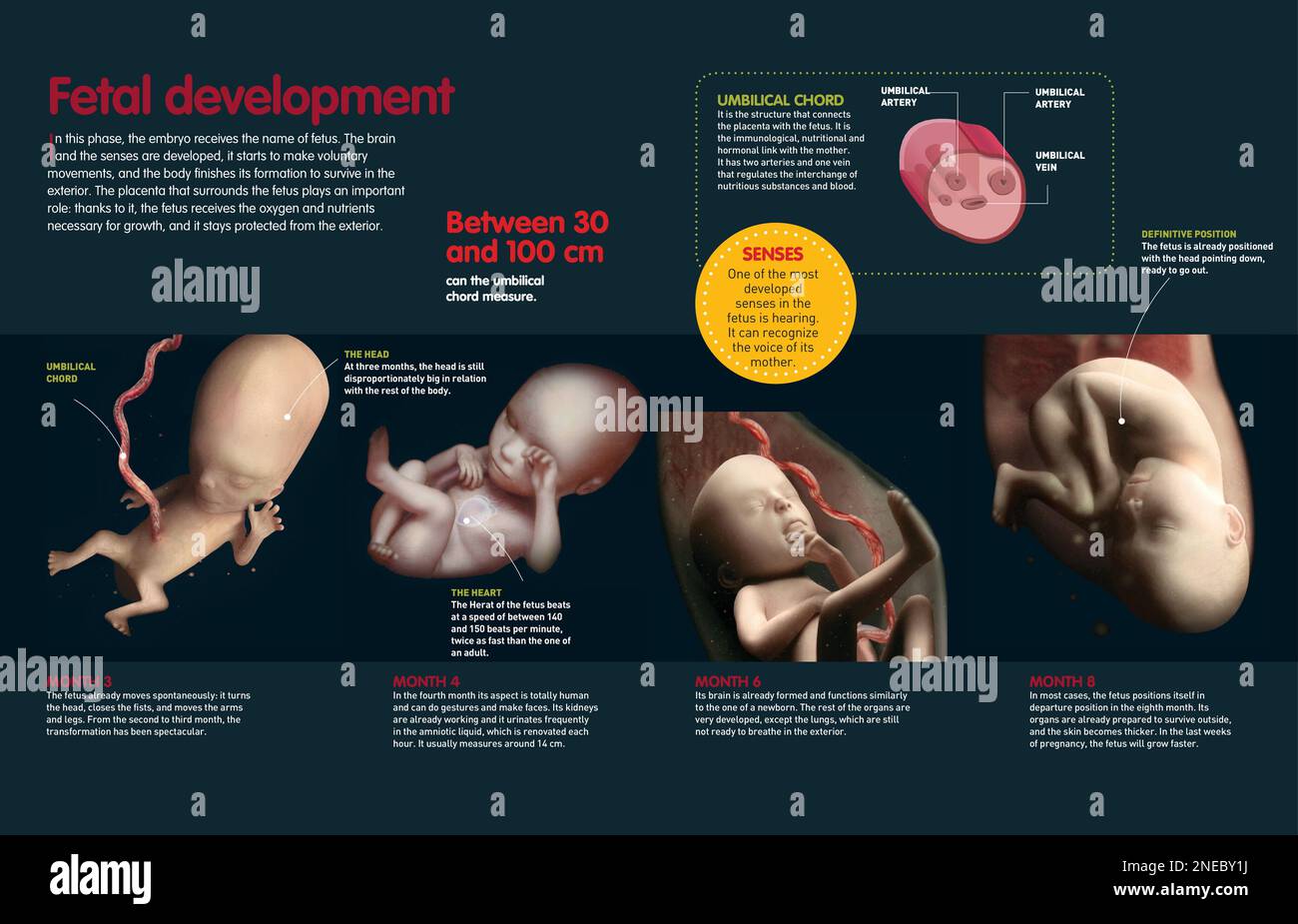 Infographic that describes the fetal development from three to eight months old, how the fetus feeds itself and does its first movements. [QuarkXPress (.qxp); Adobe InDesign (.indd); 4960x3188]. Stock Photo