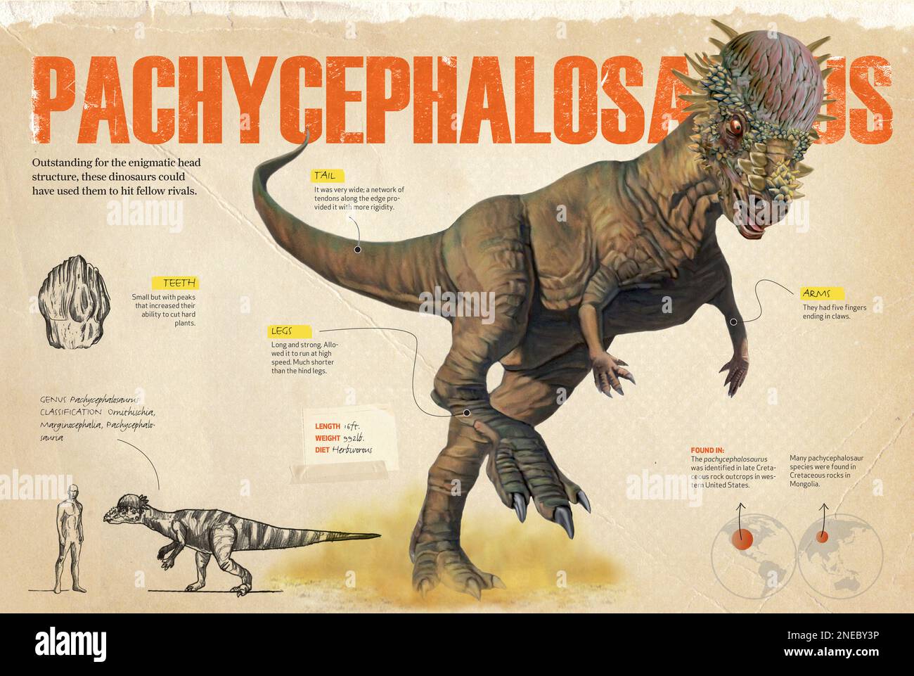 Paquicefalosaurus fossils hires stock photography and images Alamy