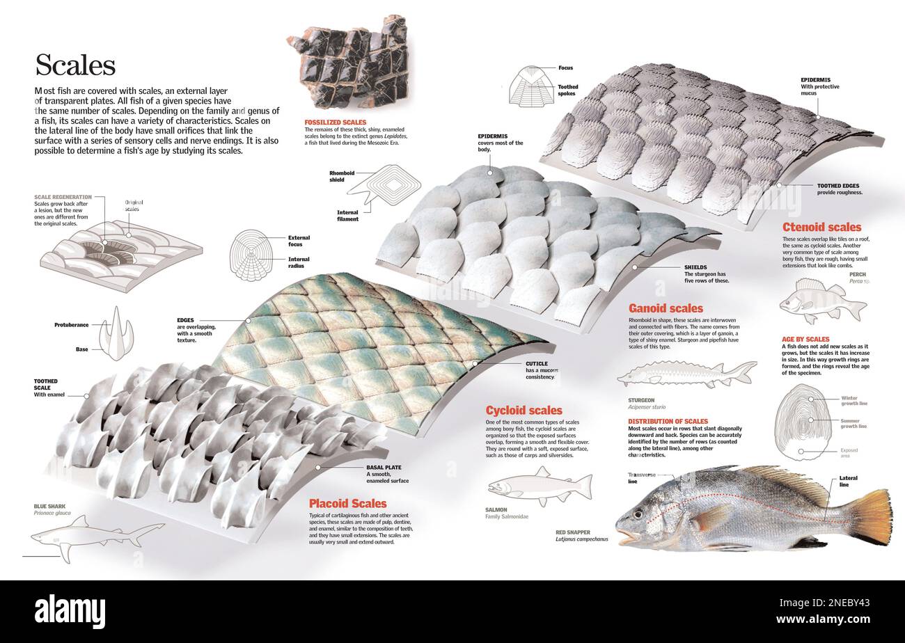 Infographics of different types of fish scales. [QuarkXPress (.qxp