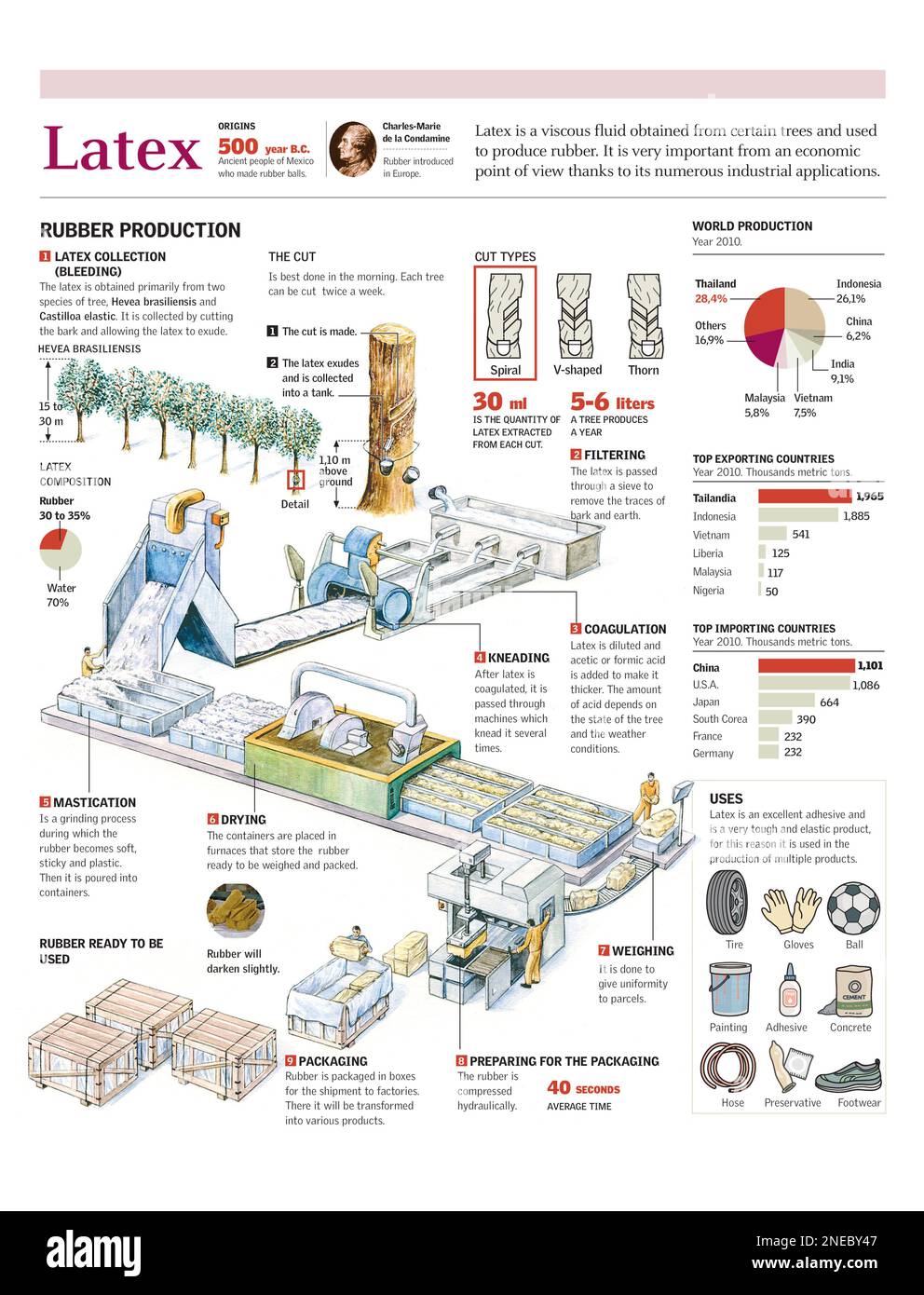 Infographics of the production of rubber from the latex and its applications in industry. [Adobe Illustrator (.ai); 2480x3248]. Stock Photo