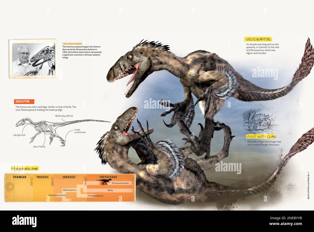 Infographics about some characteristics of the Deinonychus, a carnivorous dinosaur with feathers, and its discoverer. [QuarkXPress (.qxp); 4842x3248]. Stock Photo