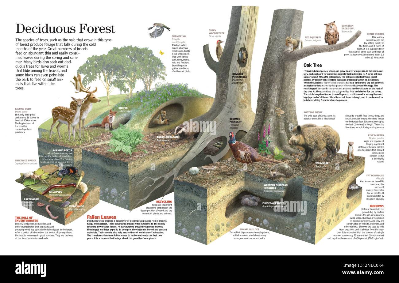Forest Habitats Animals