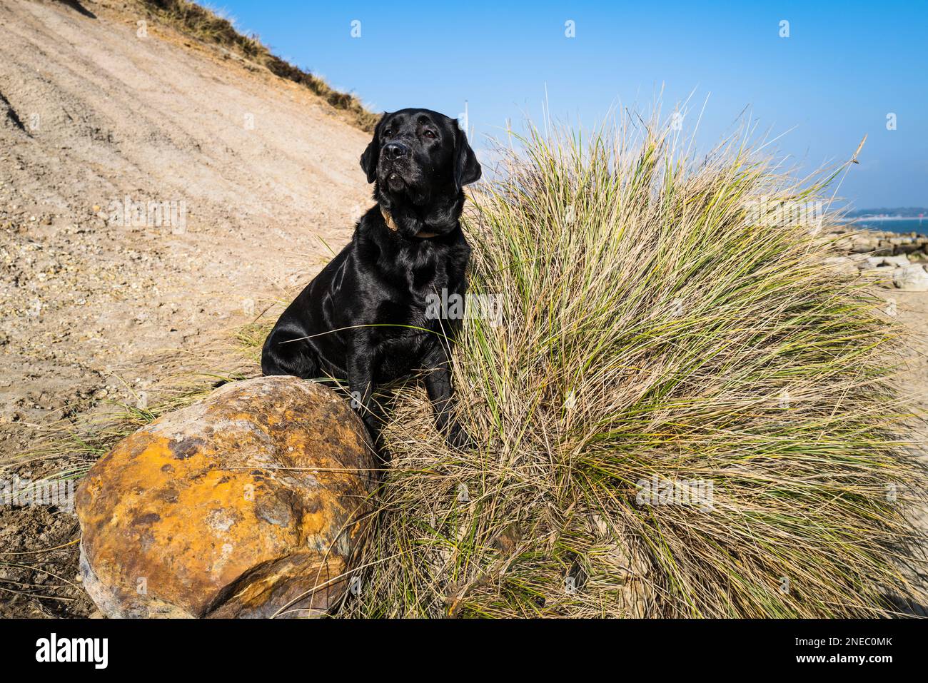 Walking Labrador Dogs on a Beach Stock Photo