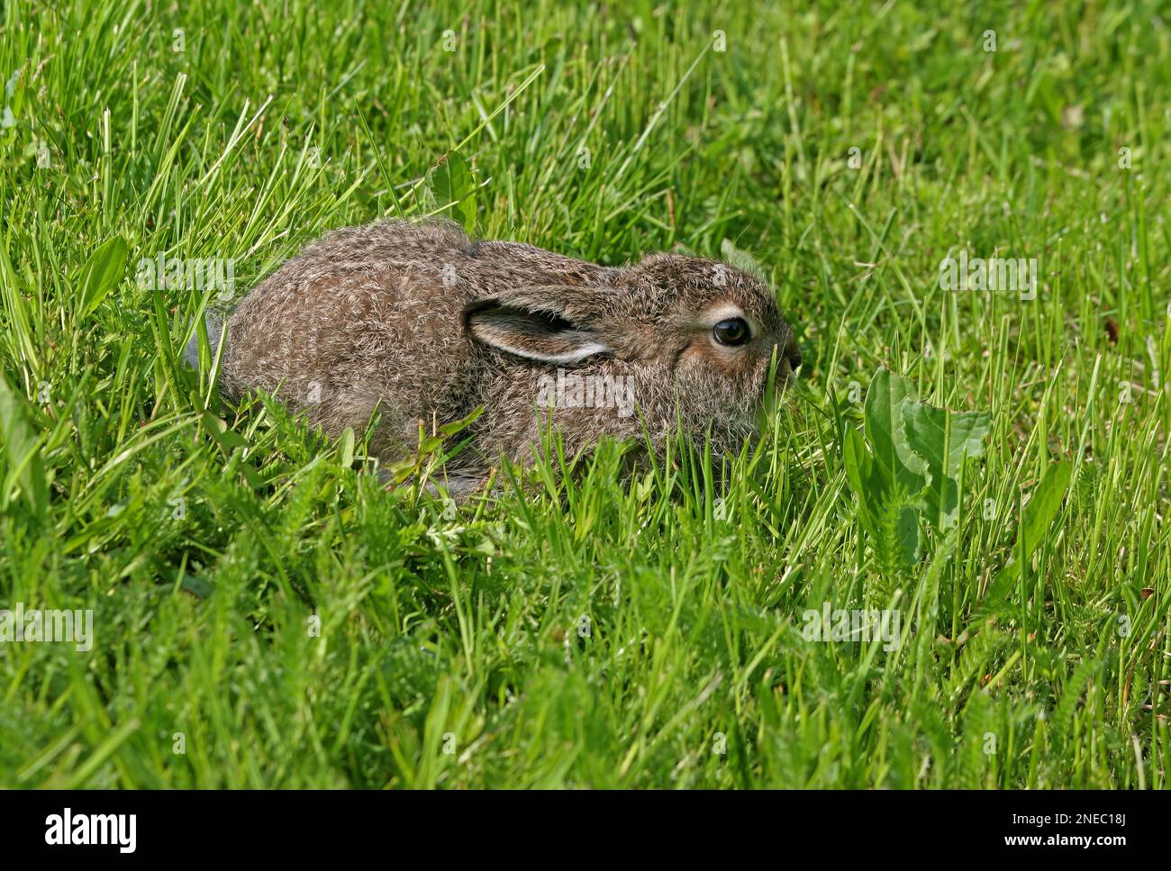 Mountain Hare (Lepus timidus) leveret crouching in short grass Pasvik ...