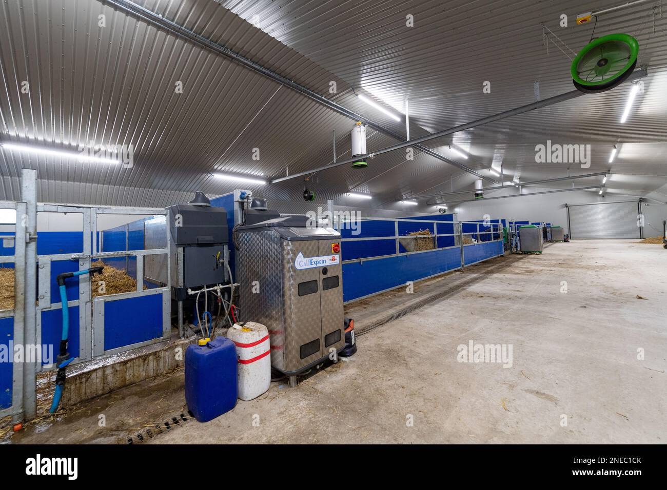 Healthy dairy calves on straw bed in a specially designed shed. Cumbria, UK. Stock Photo