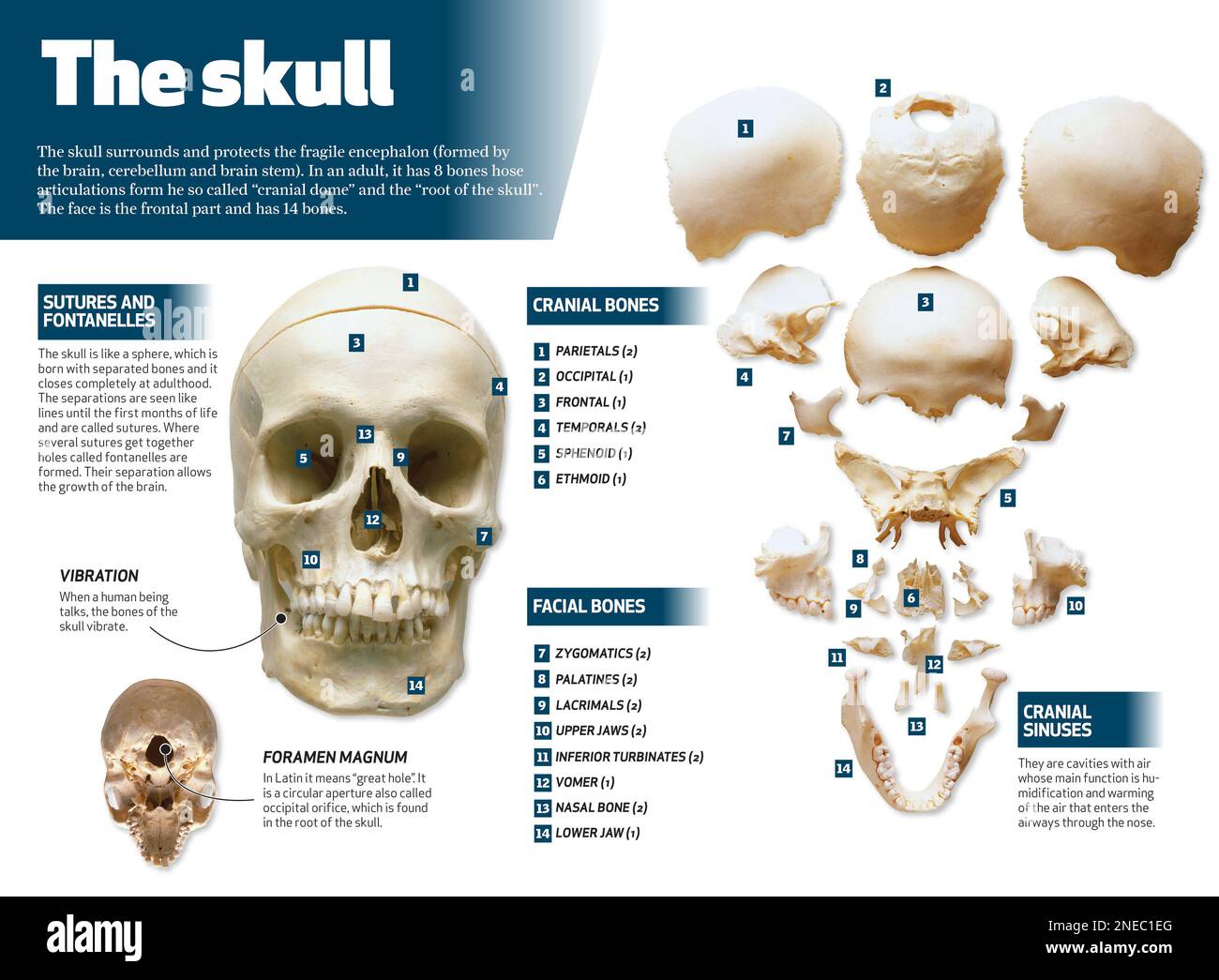 Infography on the human skull. [Adobe InDesign (.indd); 4795x3543]. Stock Photo