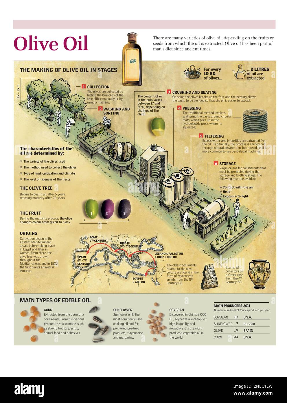 Infographic outlining the process of making olive oil. [Adobe