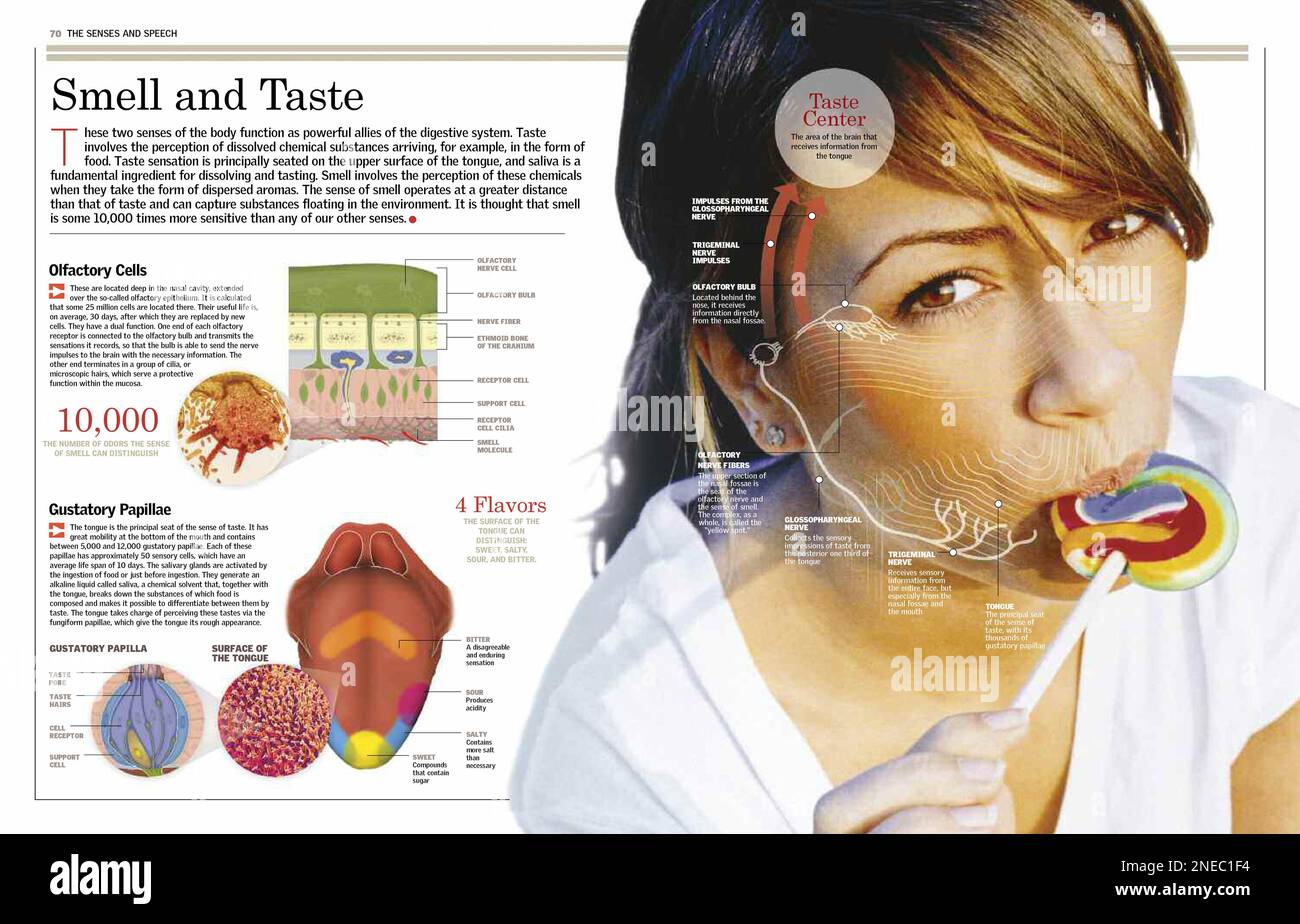 While a woman sipping a caramel scheme of smell is displayed, and a taste bud and location of the flavors on the tongue described. [6259x4015]. Stock Photo