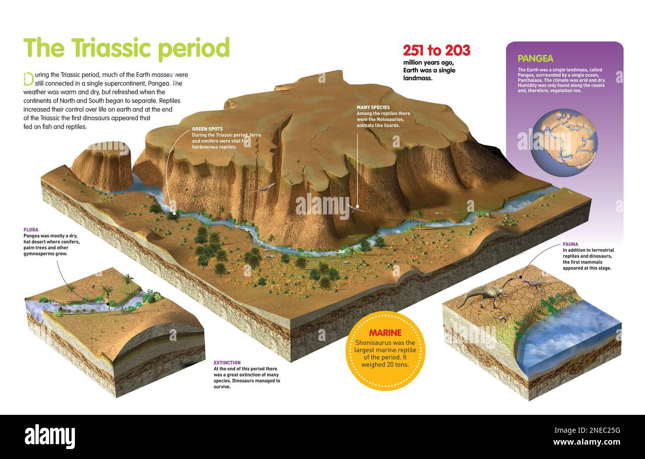 Infographic about the Triassic period (251 million years ago), of the landscape, the characteristic fauna and flora of this geological period. [QuarkXPress (.qxp); Adobe InDesign (.indd); 4960x3188]. Stock Photo