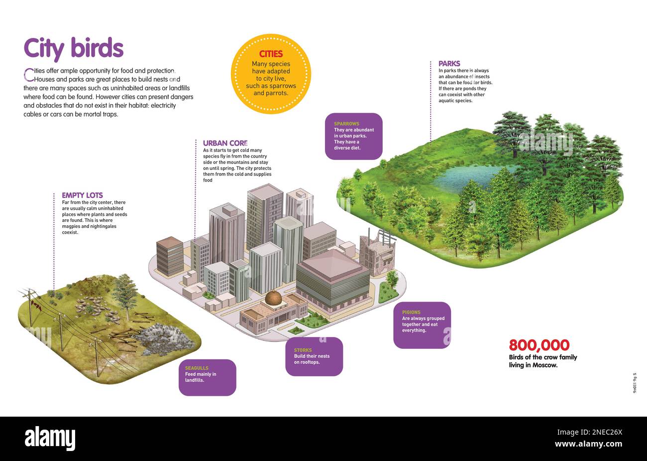 Infographic about birds that adapt to the urban environment to protect themselves from cold, and to look for food. [QuarkXPress (.qxp); Adobe InDesign (.indd); 4960x3188]. Stock Photo