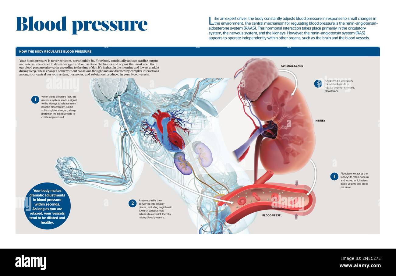 Infographic about how the body regulates blood pressure depending on