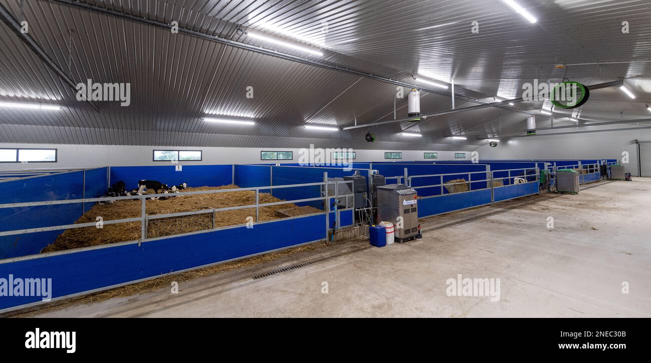 Healthy dairy calves on straw bed in a specially designed shed. Cumbria, UK. Stock Photo