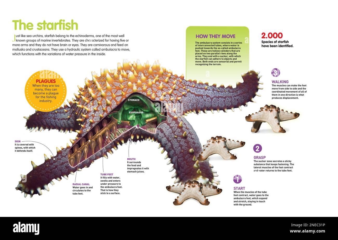 Infographic about the sea star, its locomotion system and feeding habits, as web as its internal organs. [QuarkXPress (.qxp); Adobe InDesign (.indd); 4960x3188]. Stock Photo
