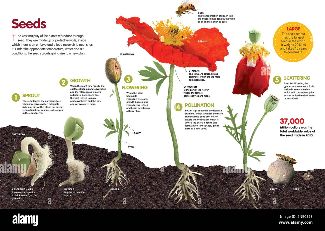 Infographic about the process of transformation from a seed to a plant. [QuarkXPress (.qxp); Adobe InDesign (.indd); 4960x3188]. Stock Photo
