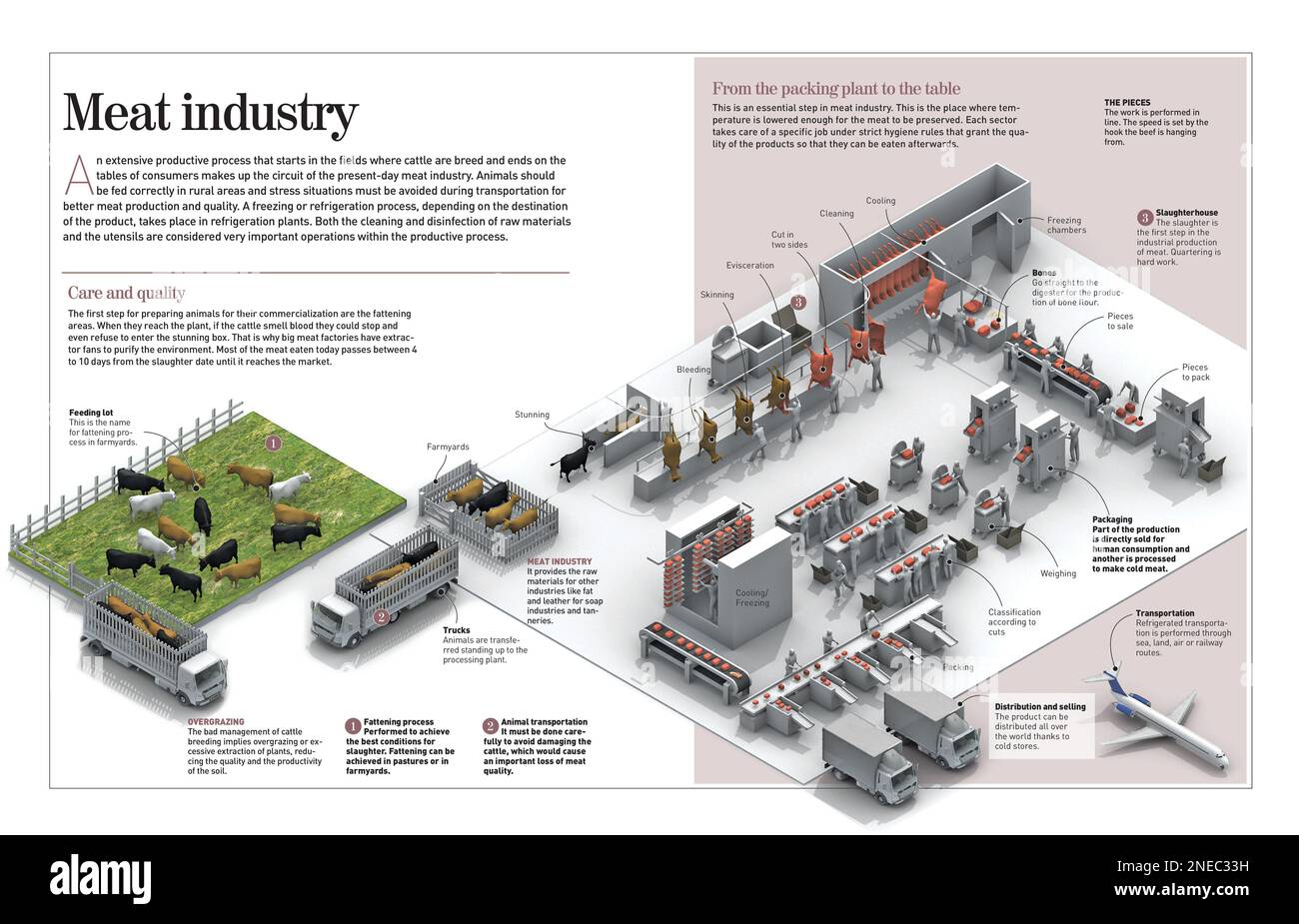 Infographic about animal sacrifice process and quartering meat in