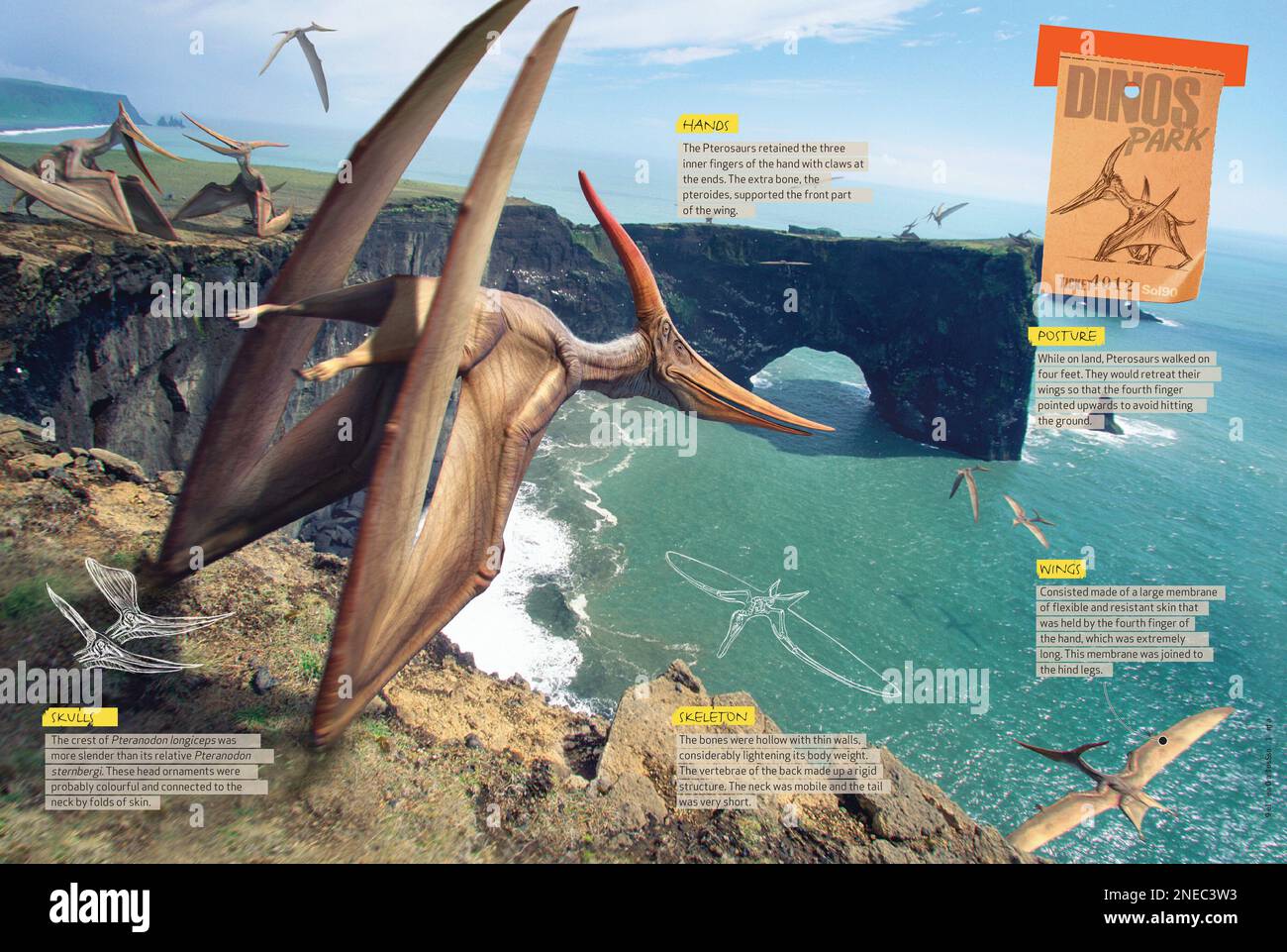 Infographics about the physical characteristics of the pteranodon, the pterosaurus genus or