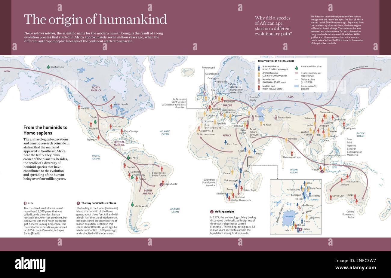 Infographic of the evolution of the hominids, from the