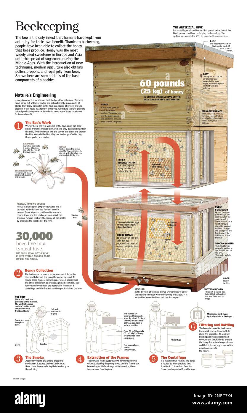 Infographic of beekeeping or apiculture and honey production process in an artificial hive. [QuarkXPress (.qxp); 6259x4015]. Stock Photo
