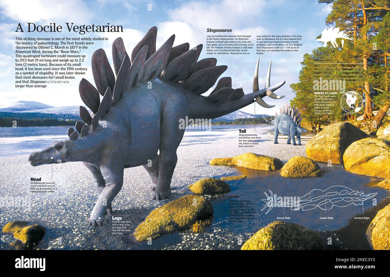 Infographic of the characteristics and habitat of Stegosaurus, a planteating dinosaur that