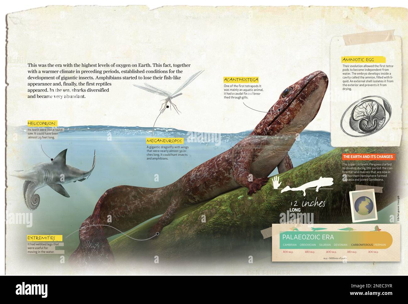 Infographics about Carboniferous period of the Palaeozoic era, and the fauna characteristic of this period. [QuarkXPress (.qxp); 4842x3248]. Stock Photo