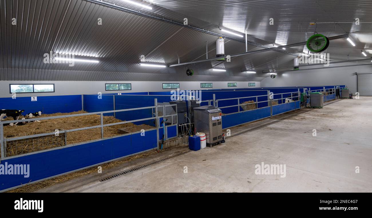 Healthy dairy calves on straw bed in a specially designed shed. Cumbria, UK. Stock Photo