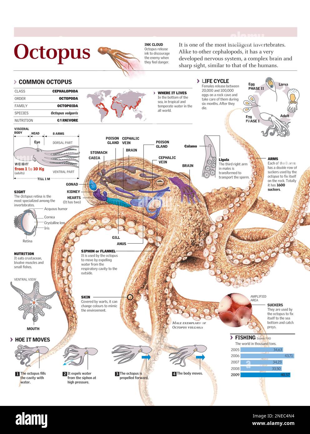 Infographics of the distribution, anatomy, life cycle, diet and locomotion of the octopus. [Adobe Illustrator (.ai); 2480x3248]. Stock Photo