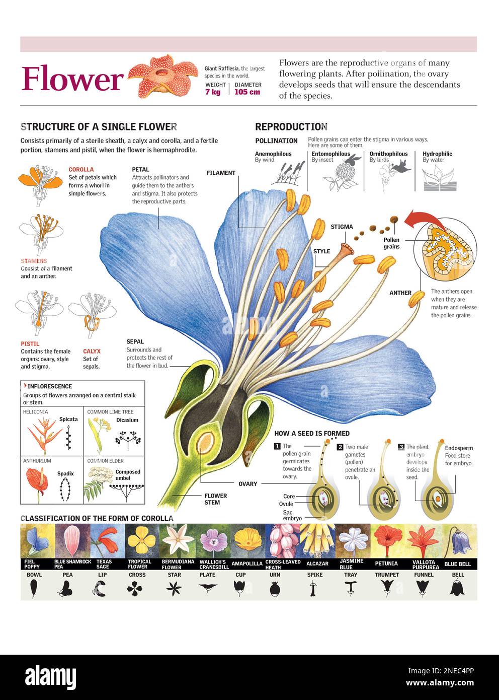 Infographics of the flower parts and their classification. Process of pollination and seed formation. [Adobe Illustrator (.ai); 2480x3248]. Stock Photo