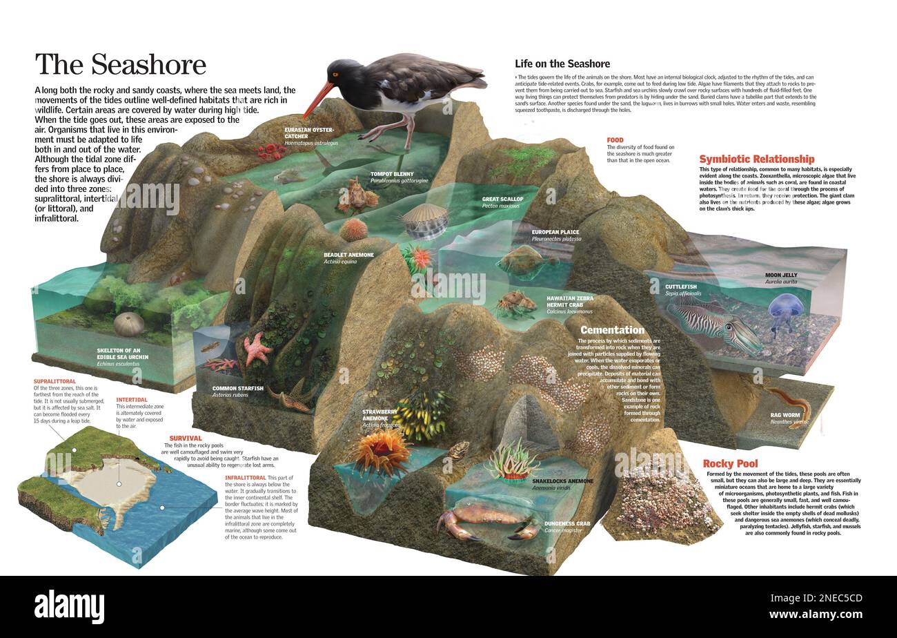 Infographic of the animal life that thrives on the maritime coasts. [QuarkXPress (.qxp); 6259x4015]. Stock Photo