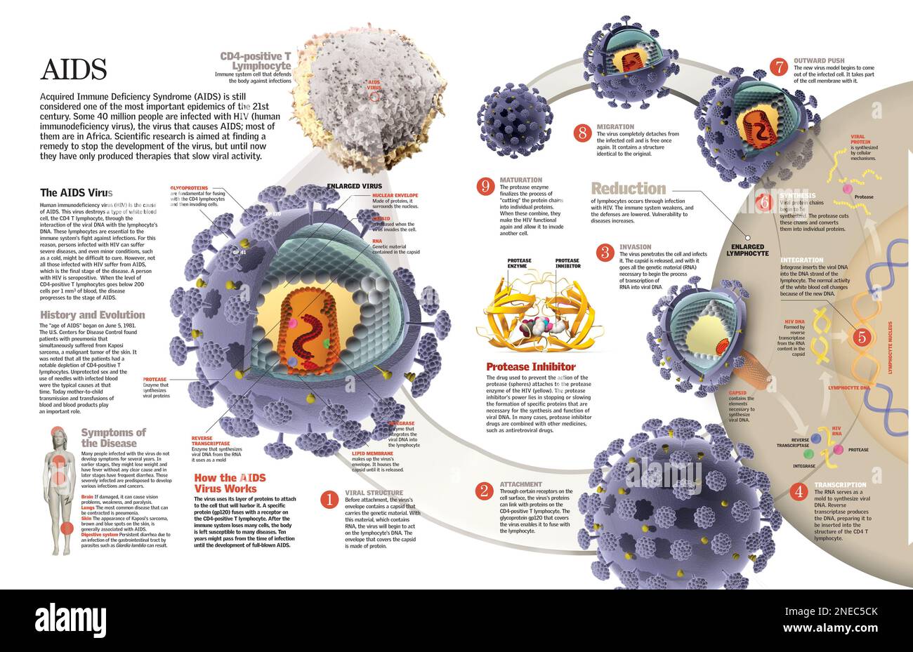 Infographic of the infection by the AIDS virus from the moment it invades the cell to its propagation, and the consequences of the immune system. [QuarkXPress (.qxp); 6259x4015]. Stock Photo