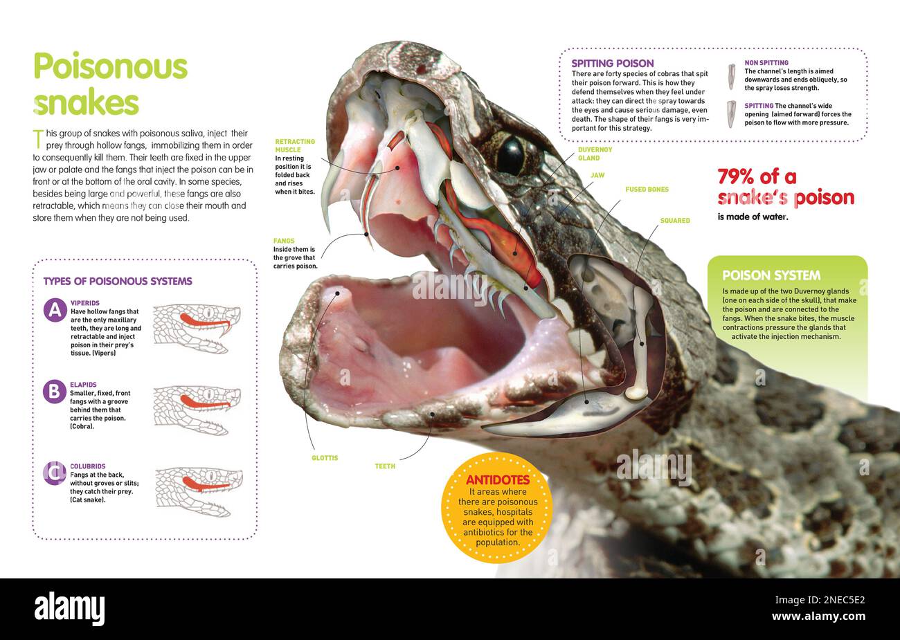 Infographic about poisonous snakes: its way of injecting or spitting poison, and the anatomy of its mouth and jaw. [QuarkXPress (.qxp); Adobe InDesign (.indd); 4960x3188]. Stock Photo