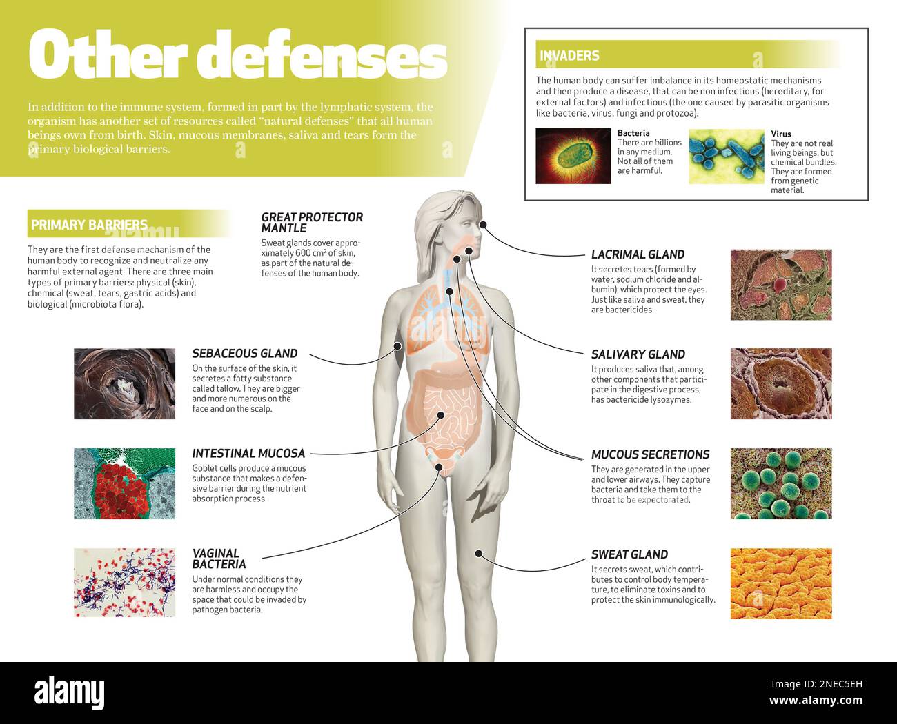 Primary biological barriers hi-res stock photography and images - Alamy