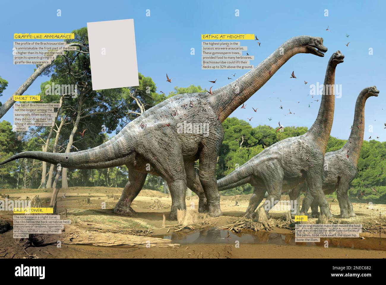 Infographics about the distinctive characteristics and alimentary habits of the Brachiosaurus, a herbivorous dinosaur from the Jurassic period. [QuarkXPress (.qxp); 4842x3248]. Stock Photo