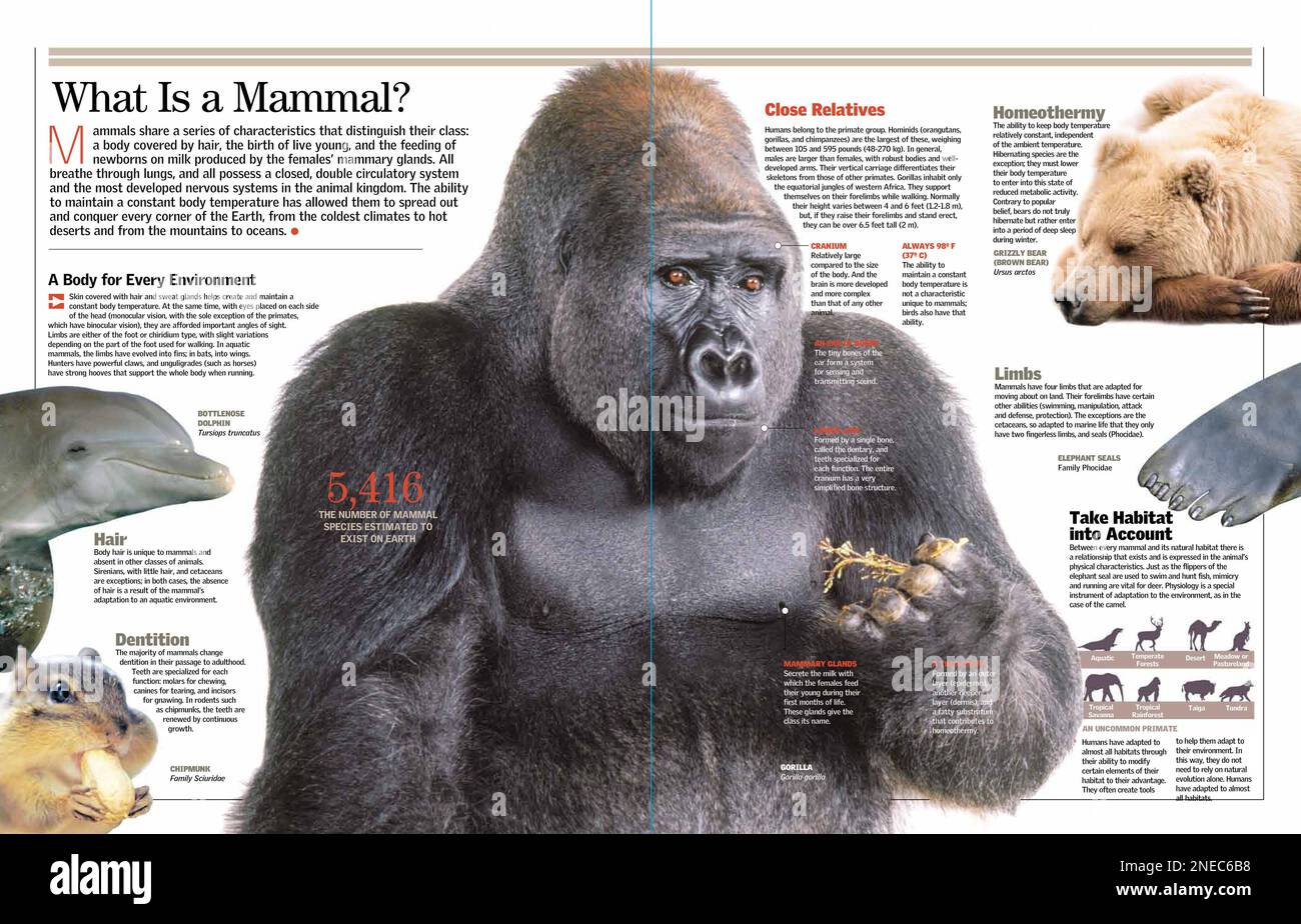 Infographic on the general characteristics of mammals adobe indesign