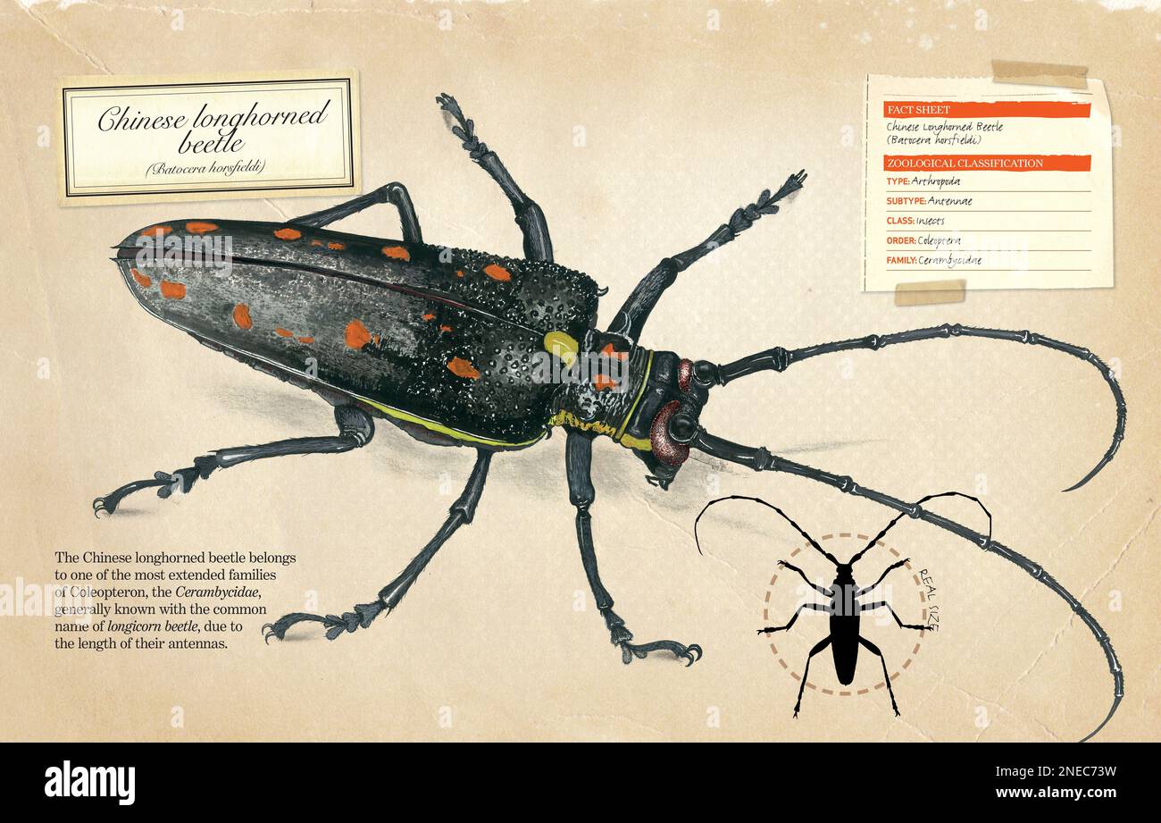 Fact sheet and zoological classification of Chinese longhorned beetle (Batocera horsfieldi). [Adobe InDesign (.indd); 5078x3248]. Stock Photo