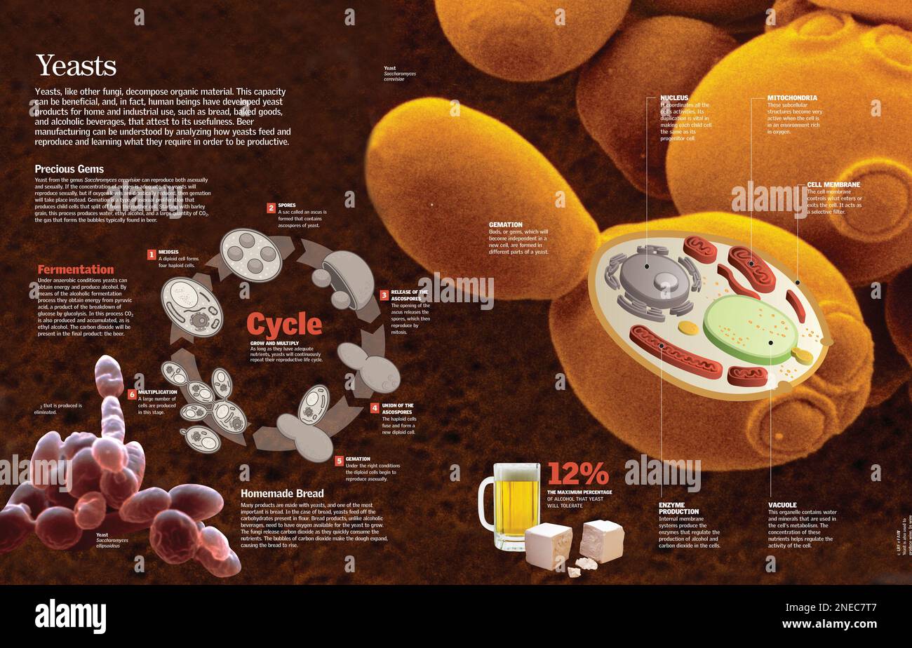 Infographic of the composition and reproduction process of the yeast