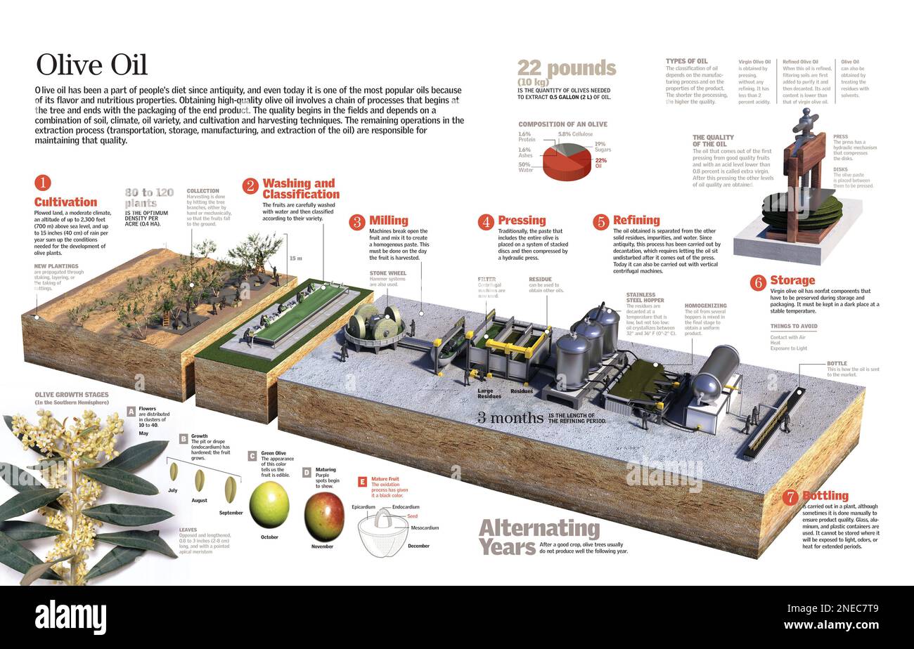 Infographic of the olive oil production process. [QuarkXPress (.qxp