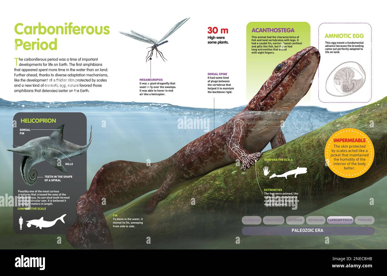 Infographic that shows the first amphibians that inhabited the Earth during the Carboniferous period (359 million years ago). [QuarkXPress (.qxp); Adobe InDesign (.indd); 4960x3188]. Stock Photo