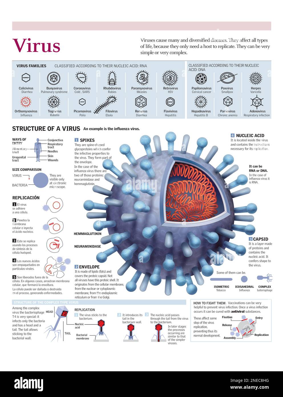 Infographics Of The Structure Of The Influenza Virus The Classification Of Viruses And Their