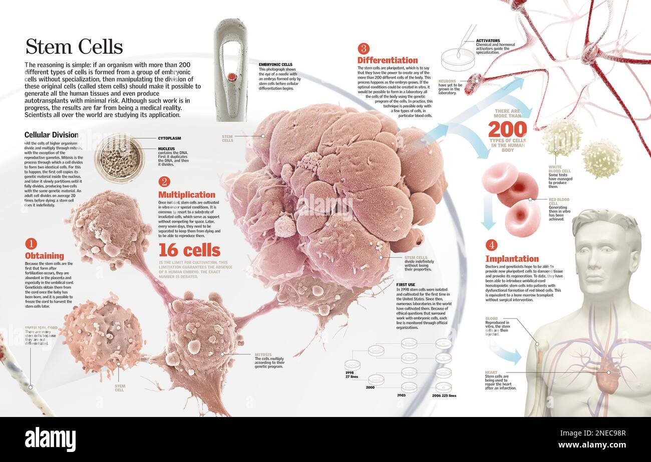 Infographics of the process of stem cells differentiation and their manipulation to achieve the regeneration of tissues. [QuarkXPress (.qxp); 6259x4015]. Stock Photo