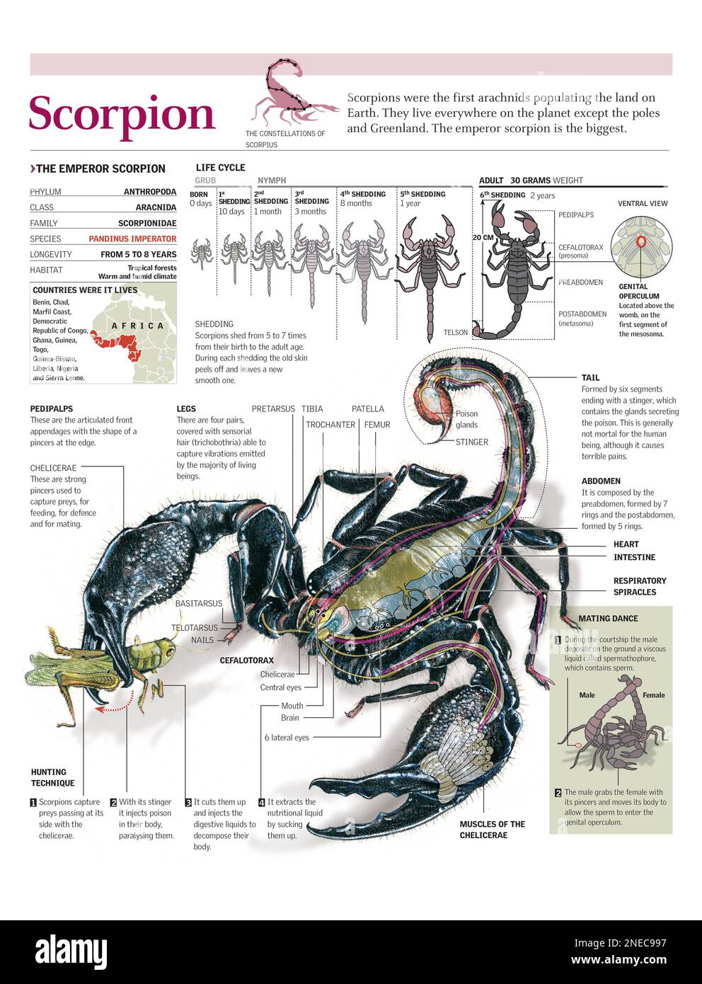 Emperor Scorpion Anatomy