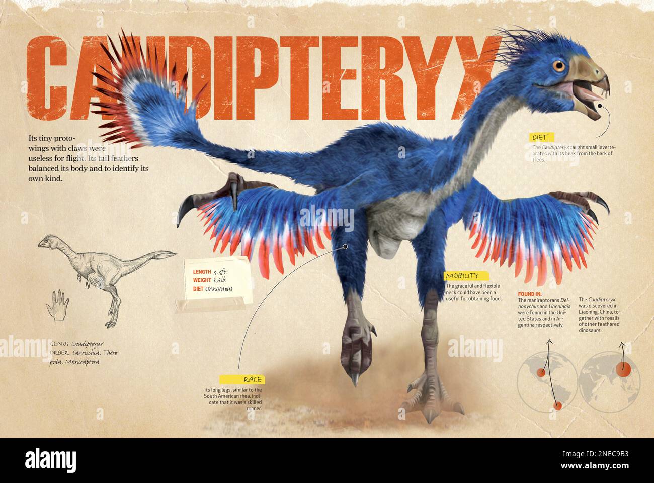 Infographics about the caudipteryx, a theropod dinosaur that was a predecessor of modern birds whose remains were discovered in China. [QuarkXPress (.qxp); 4842x3248]. Stock Photo