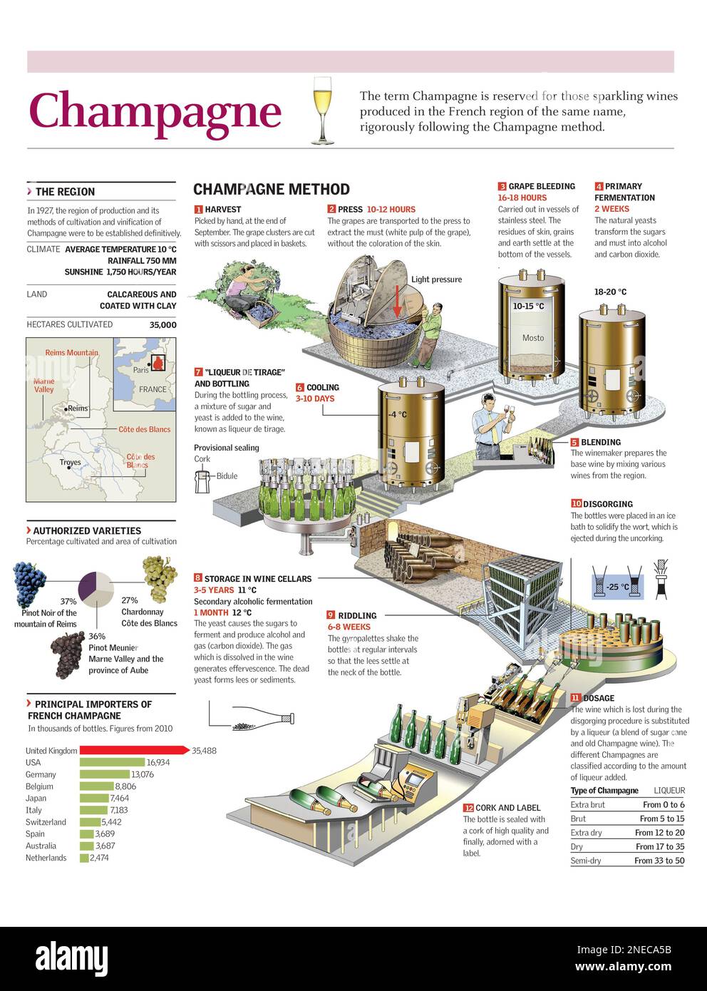 Infographics of the process of making French champagne, following the
